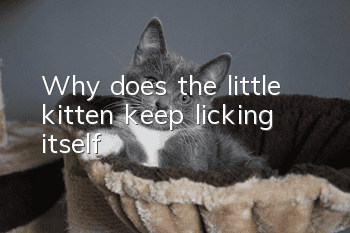 Why does the little kitten keep licking itself?