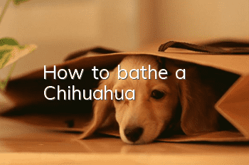 How to bathe a Chihuahua