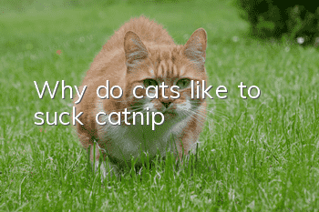 Why do cats like to suck catnip?