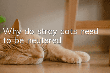 Why do stray cats need to be neutered?