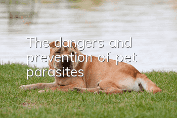 The dangers and prevention of pet parasites