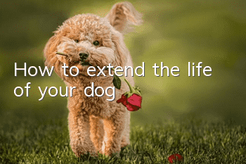 How to extend the life of your dog