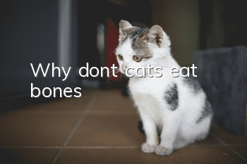 Why don’t cats eat bones?