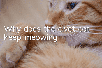 Why does the civet cat keep meowing?