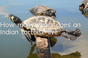 How many years does an Indian tortoise live?