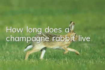How long does a champagne rabbit live?