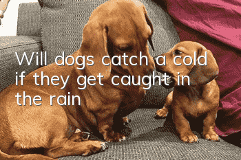 Will dogs catch a cold if they get caught in the rain?