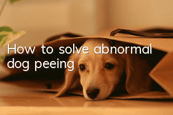 How to solve abnormal dog peeing