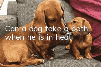Can a dog take a bath when he is in heat?