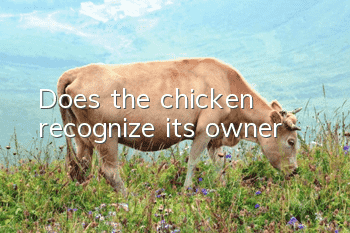 Does the chicken recognize its owner?