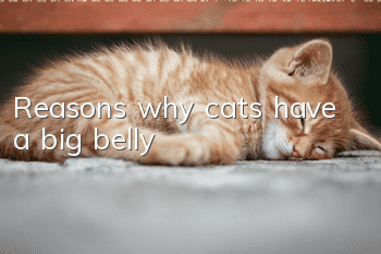 Reasons why cats have a big belly