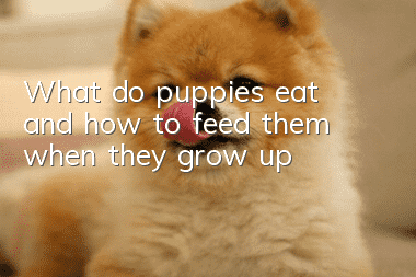 What do puppies eat and how to feed them when they grow up?