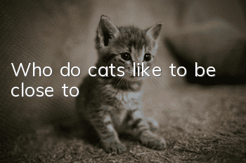 Who do cats like to be close to?