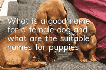 What is a good name for a female dog and what are the suitable names for puppies?