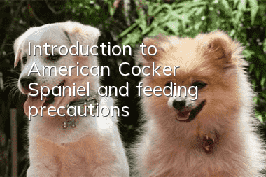 Introduction to American Cocker Spaniel and feeding precautions
