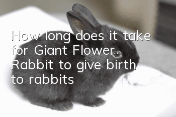 How long does it take for Giant Flower Rabbit to give birth to rabbits?