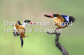 Does Alexander Parrot recognize its owner?