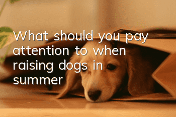 What should you pay attention to when raising dogs in summer?