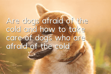 Are dogs afraid of the cold and how to take care of dogs who are afraid of the cold?