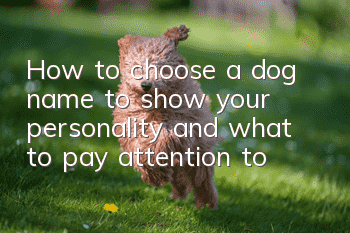 How to choose a dog name to show your personality and what to pay attention to