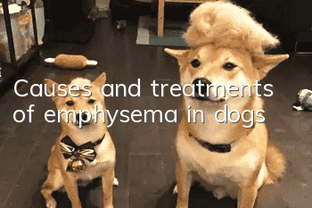 Causes and treatments of emphysema in dogs