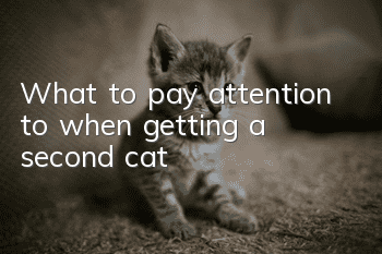 What to pay attention to when getting a second cat