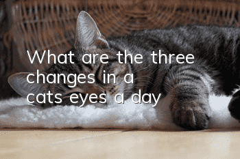 What are the three changes in a cat's eyes a day?