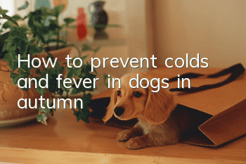 How to prevent colds and fever in dogs in autumn