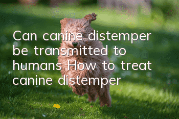 Can canine distemper be transmitted to humans? How to treat canine distemper?