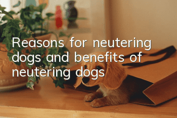 Reasons for neutering dogs and benefits of neutering dogs