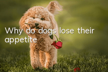 Why do dogs lose their appetite?