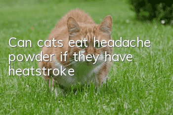Can cats eat headache powder if they have heatstroke?