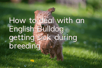 How to deal with an English Bulldog getting sick during breeding