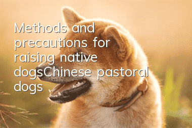 Methods and precautions for raising native dogs/Chinese pastoral dogs