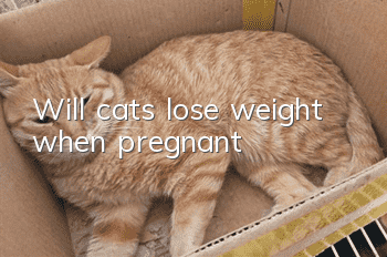 Will cats lose weight when pregnant?