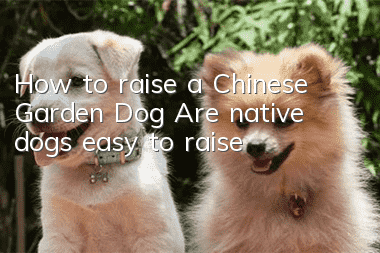 How to raise a Chinese Garden Dog? Are native dogs easy to raise?