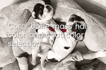 Corgi bone mass, hair color and coat color selection