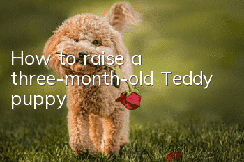 How to raise a three-month-old Teddy puppy