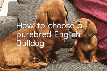 How to choose a purebred English Bulldog