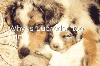 Why is Labrador too thin?