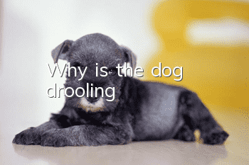 Why is the dog drooling?