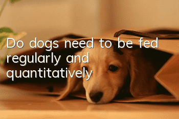 Do dogs need to be fed regularly and quantitatively?