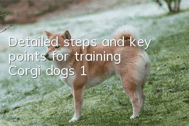 Detailed steps and key points for training Corgi dogs (1)