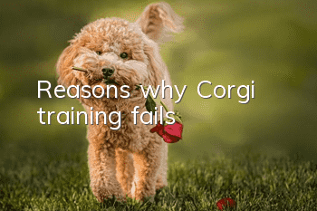 Reasons why Corgi training fails