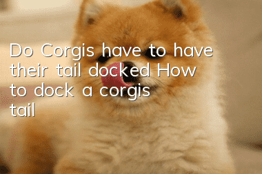 Do Corgis have to have their tail docked? How to dock a corgi's tail