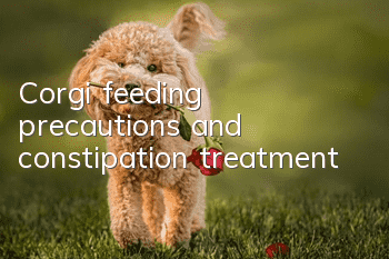 Corgi feeding precautions and constipation treatment
