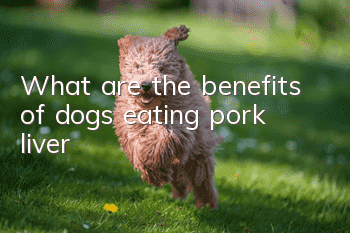 What are the benefits of dogs eating pork liver?