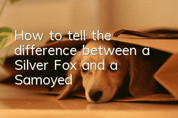 How to tell the difference between a Silver Fox and a Samoyed