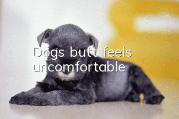 Dog's butt feels uncomfortable