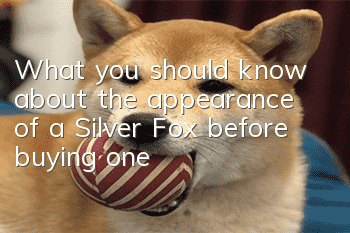 What you should know about the appearance of a Silver Fox before buying one